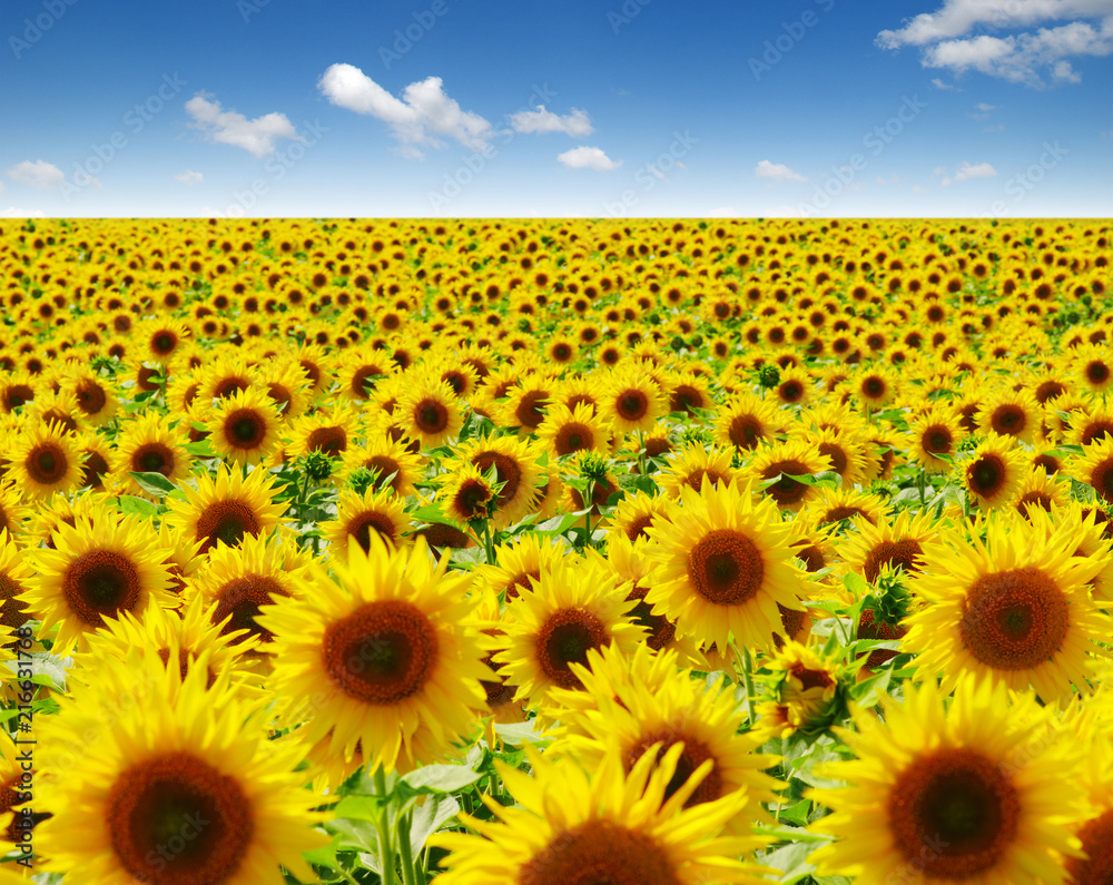 field of blooming sunflowers