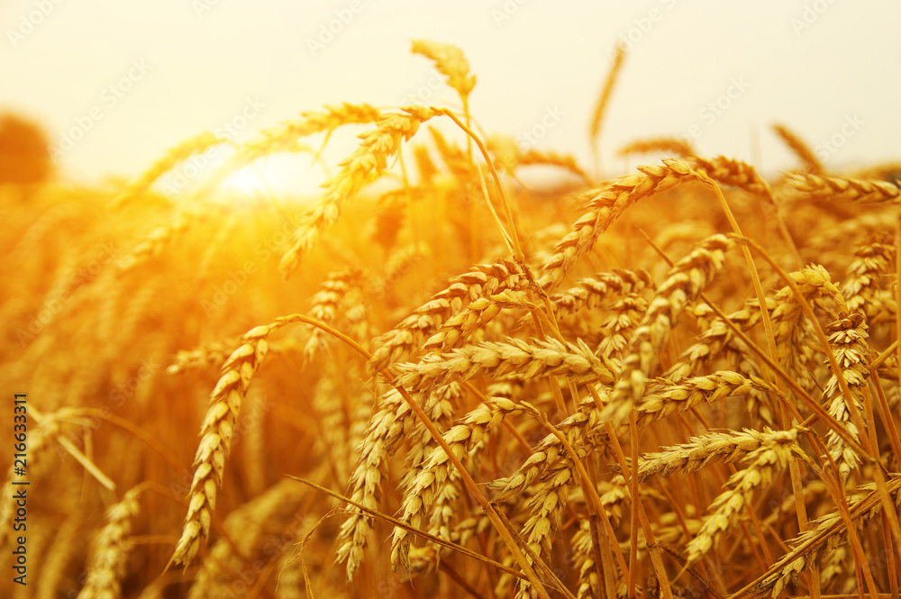 Wheat field on sun.