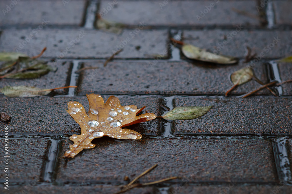 Water drops on fallen oak tree leaf in rainy autumn day