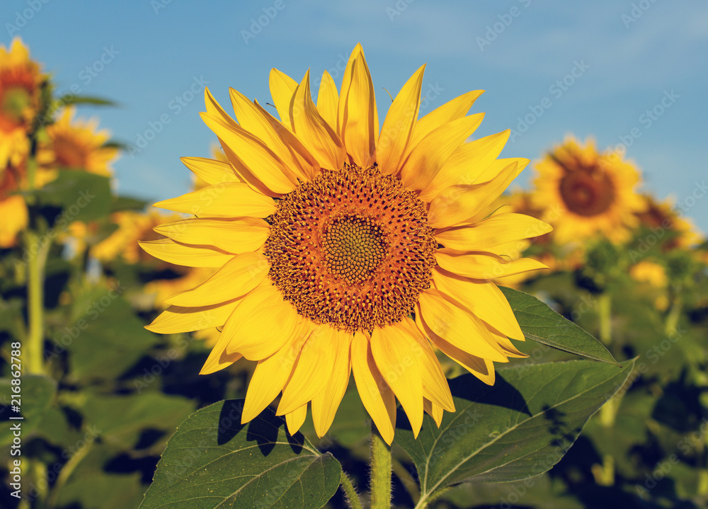 Sunflower flower in a field illuminated by the morning sun