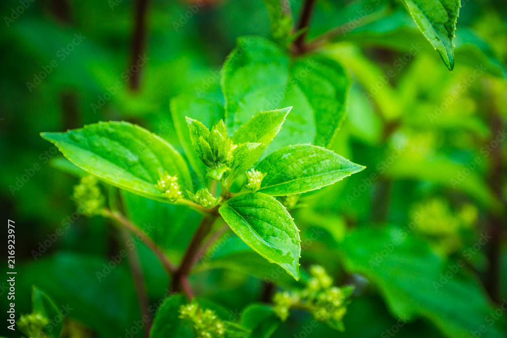 花园里的绣球花。选择性聚焦。