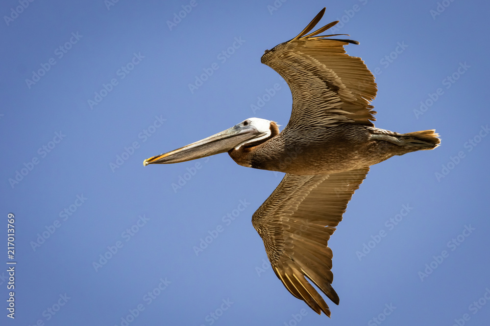 飞行中的褐鹈鹕（Pelecanus occidentalis）。