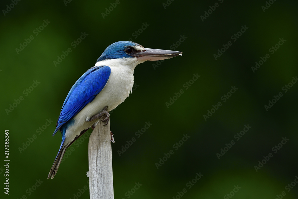 令人惊叹的领翠鸟（Todiramphus chloris）栖息在旧竹签上的白色和蓝色鸟类