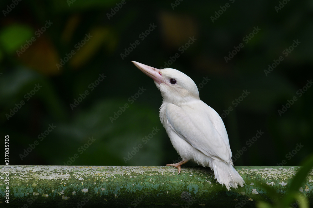 美丽的白色变形幼鸟领翠鸟（Todiramphus chloris）迷住了所有的白鸟p