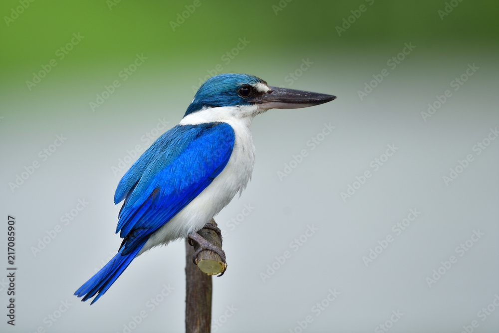 领翠鸟（Todiramphus chloris）美丽的亮蓝色小鸟聪明地栖息在树枝上