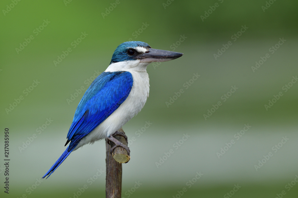 项圈翠鸟（Todiramphus chloris）美丽可爱的亮蓝色小鸟聪明地栖息在木头上