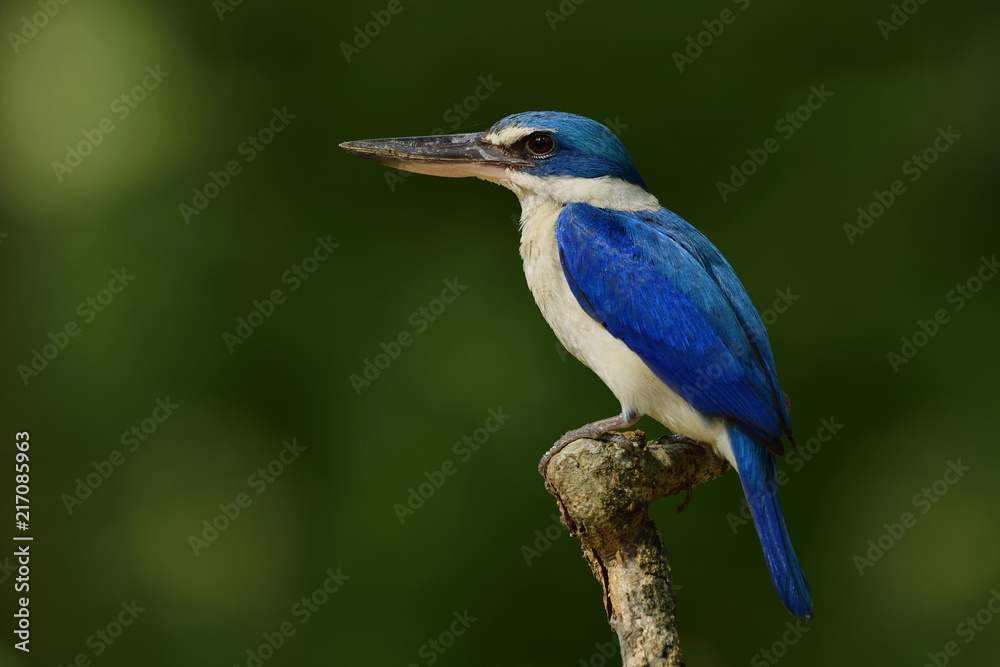 项圈翠鸟（Todiramphus chloris）明亮的蓝白相间的鸟，有大喙，栖息在窝上