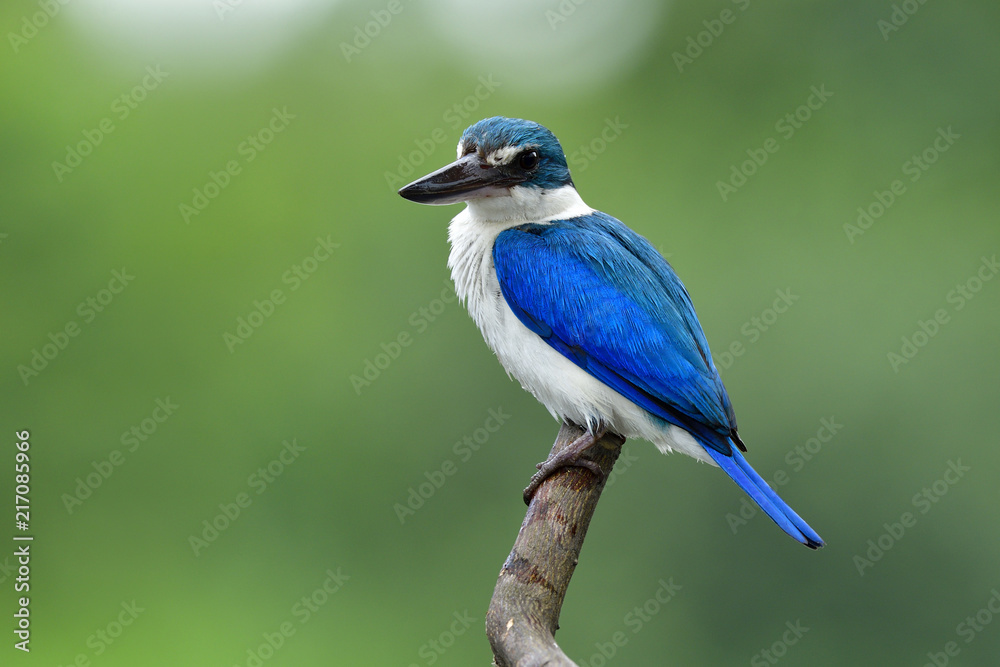 项圈翠鸟（Todiramphus chloris）明亮的蓝白相间的鸟，有大喙栖息在窝上