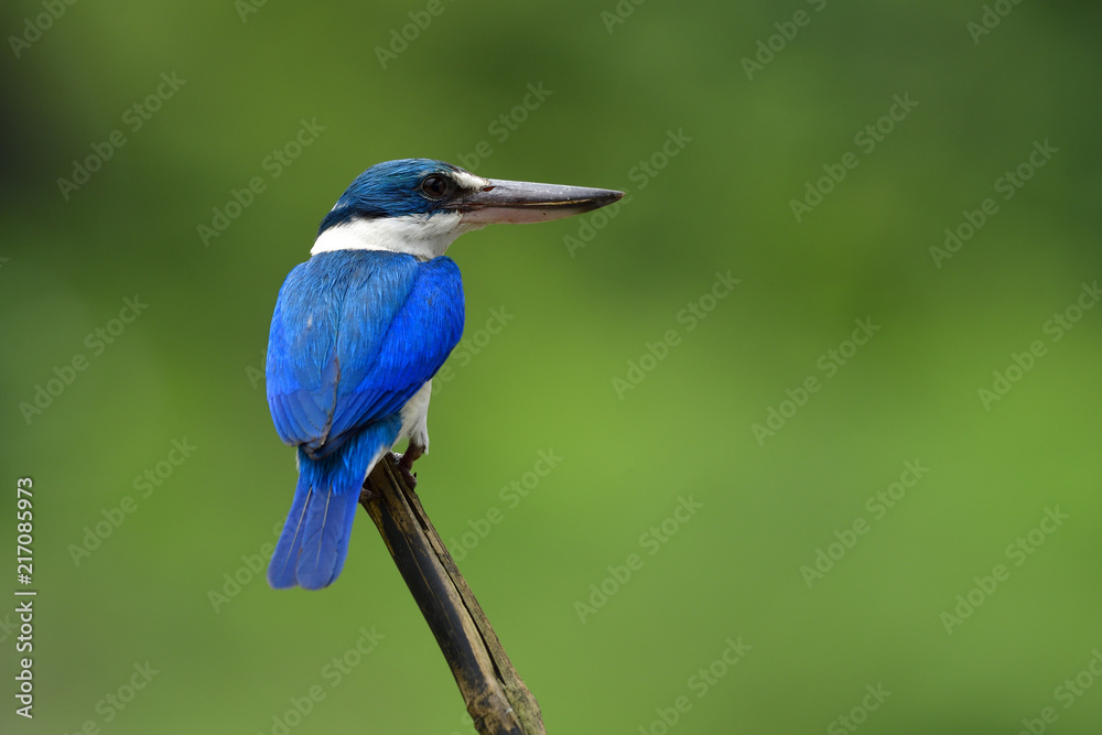 项圈翠鸟（Todiramphus chloris）可爱的白色和蓝色鸟，有大喙栖息在窝上