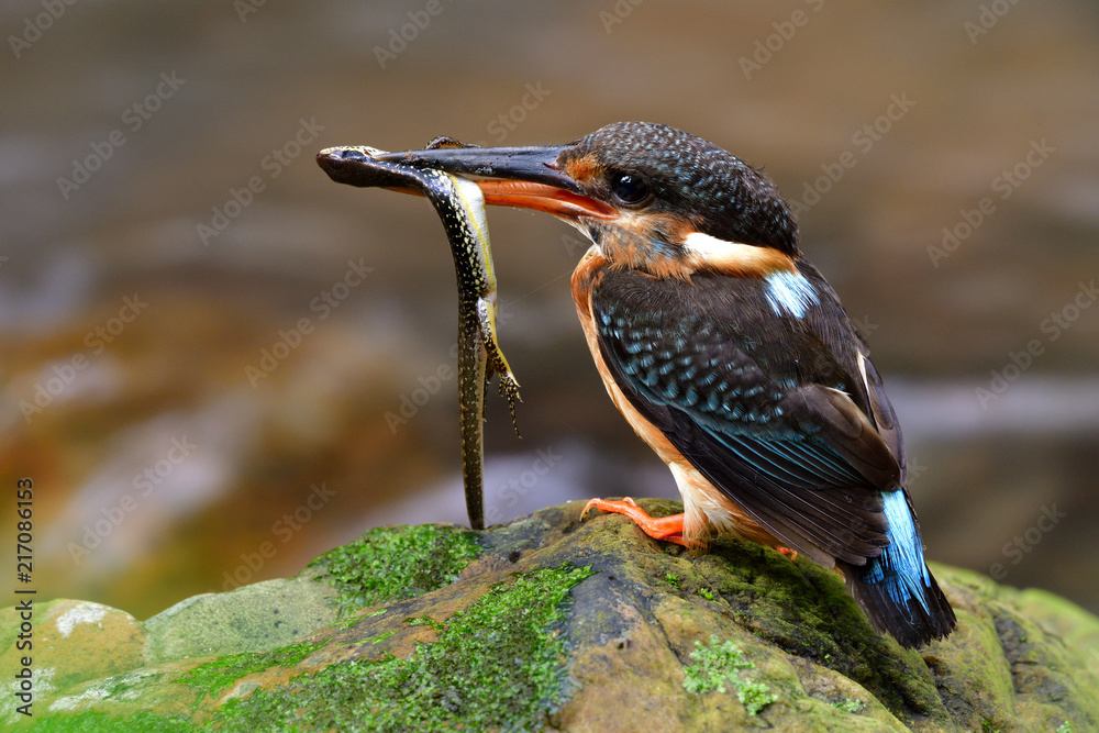 蓝带翠鸟（Alcedo euryzona）的雌性热衷于携带长尾蜥蜴的母鸟
1770595023,墨西哥圣达菲摩天大楼鸟瞰图