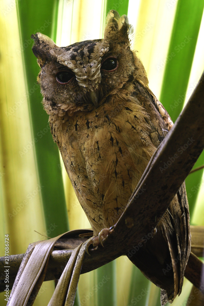 Sunda scope owl（Otus lempiji）小型伪装棕色鸟类，栖息时有大眼睛和强壮的耳朵