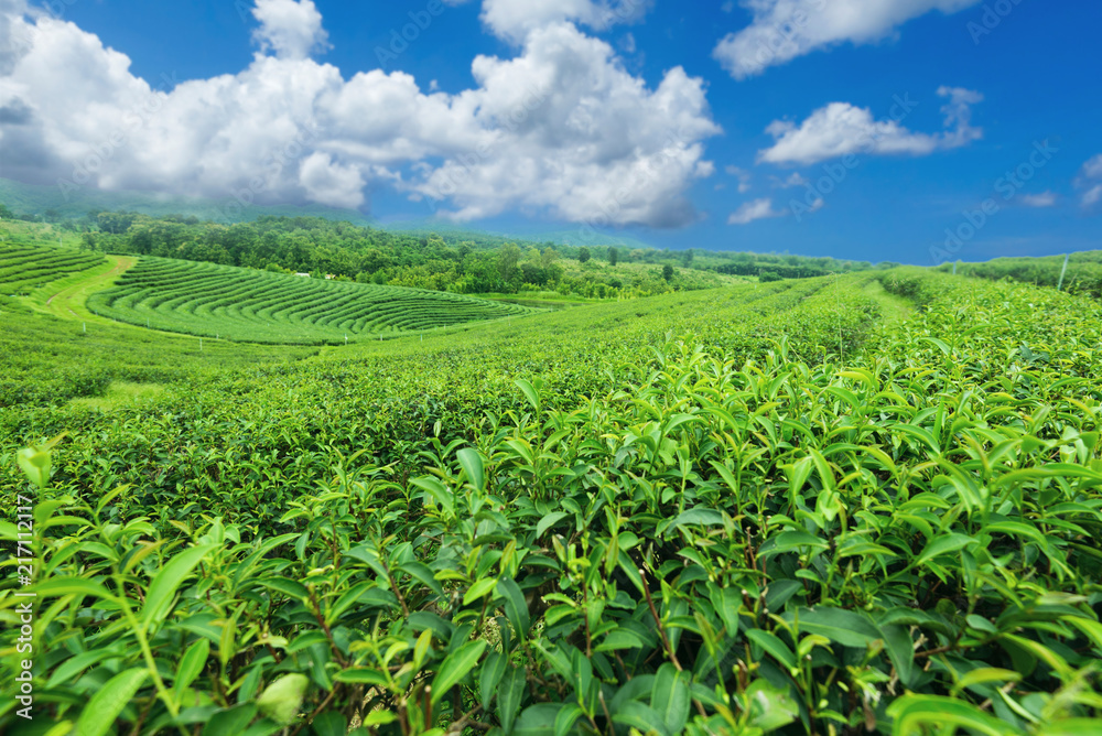 泰国清莱的一个茶园农场。