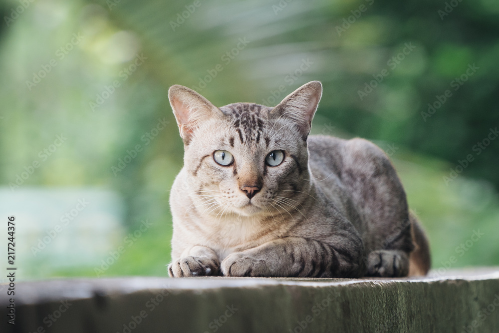 猫在墙上看着摄像机