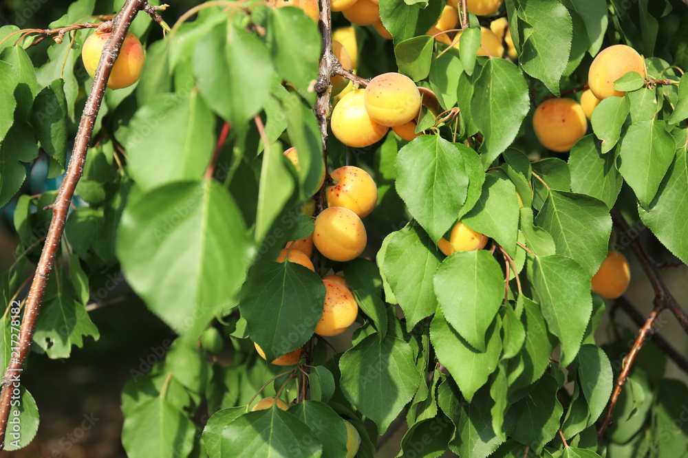 花园里有成熟杏子的树枝