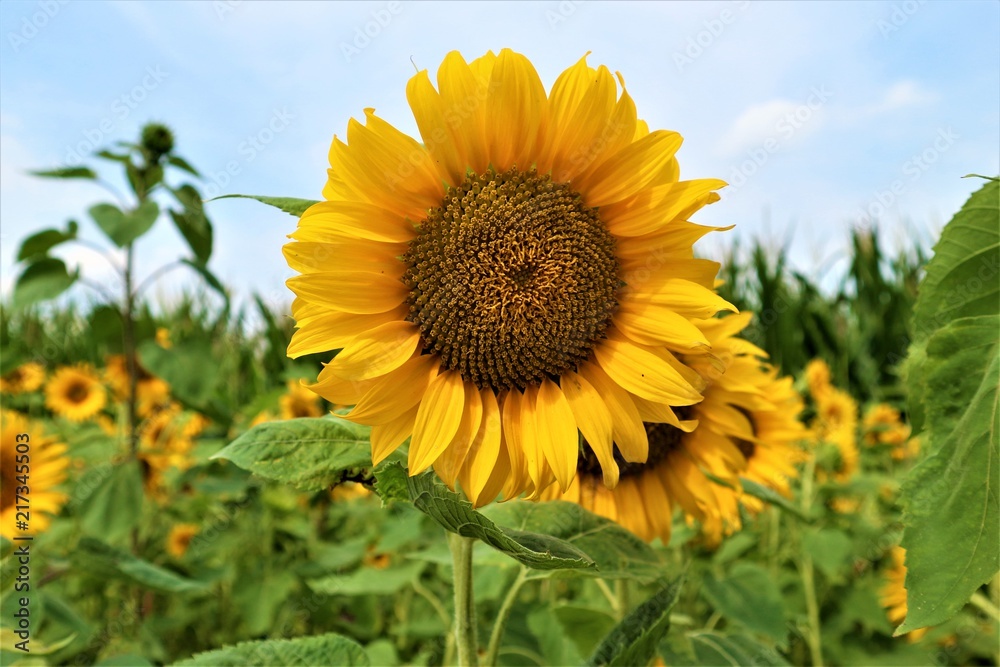 Sonnenblumen