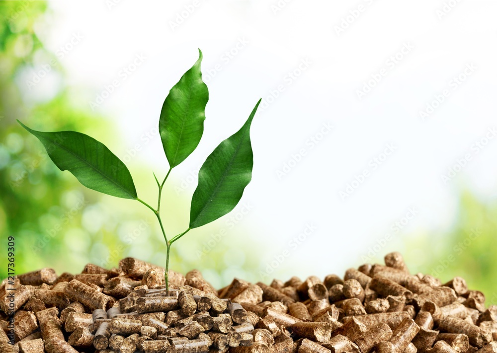 Growing plant tree on green background