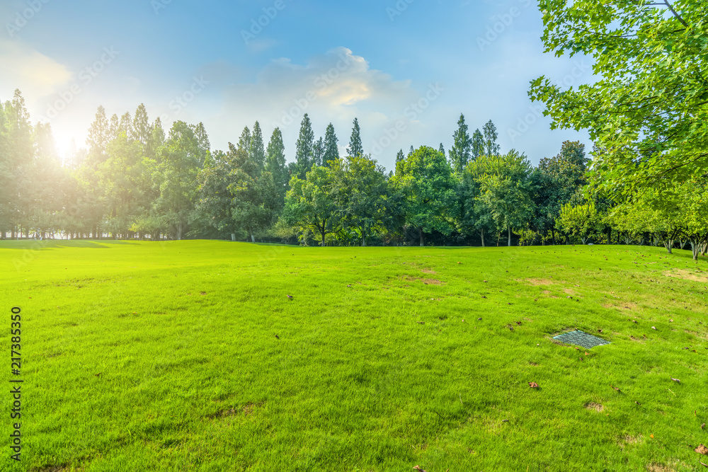 Grass and green woods in the park