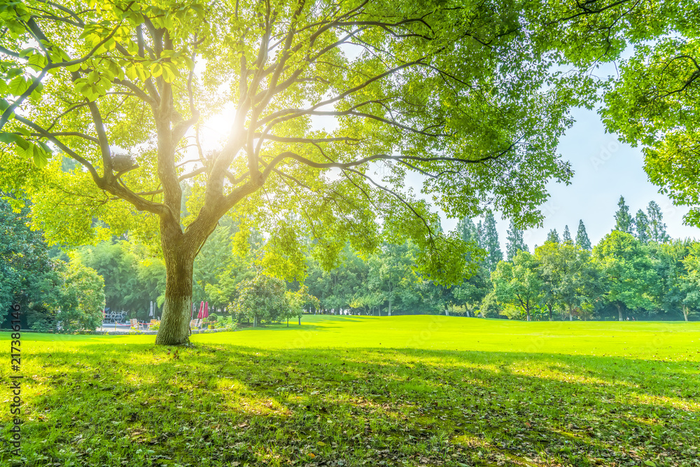 Grass and green woods in the park