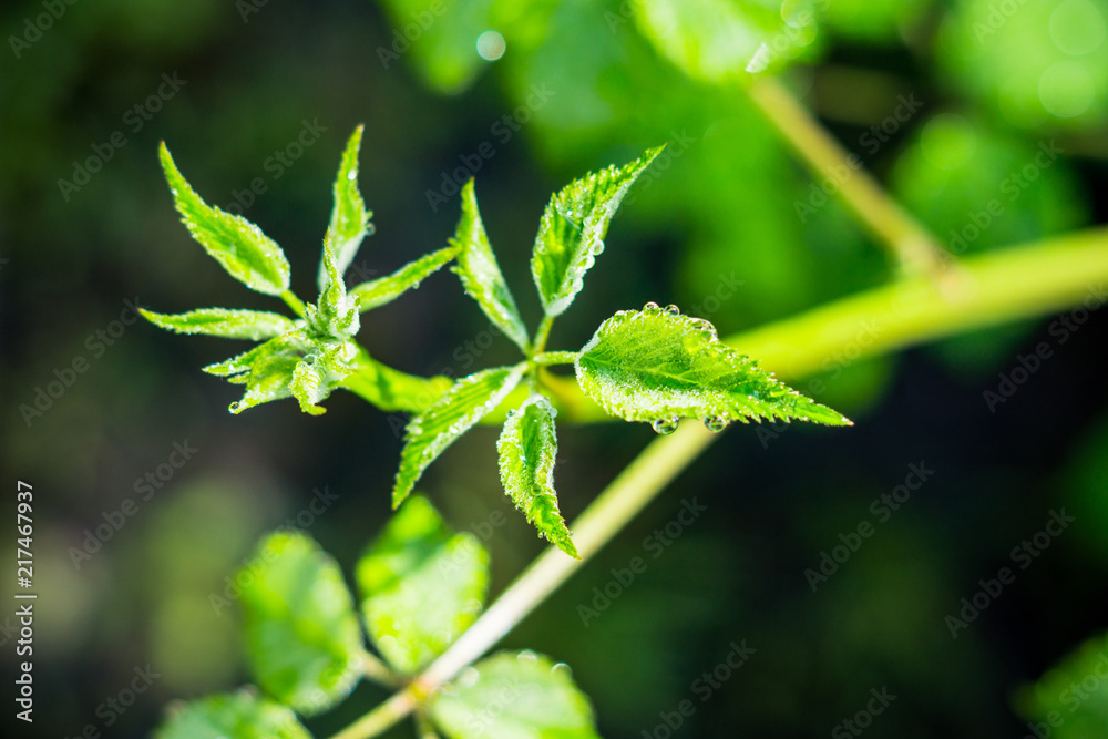 花园中的黑莓植物。选择性聚焦。