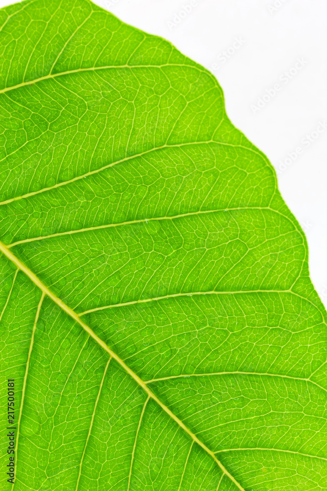 Water drop on fresh green leaf,natural green background.