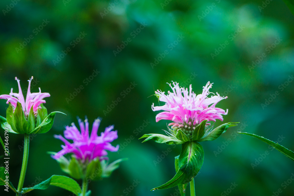 花园里生长着深红的风油精（Monarda）。浅景深。