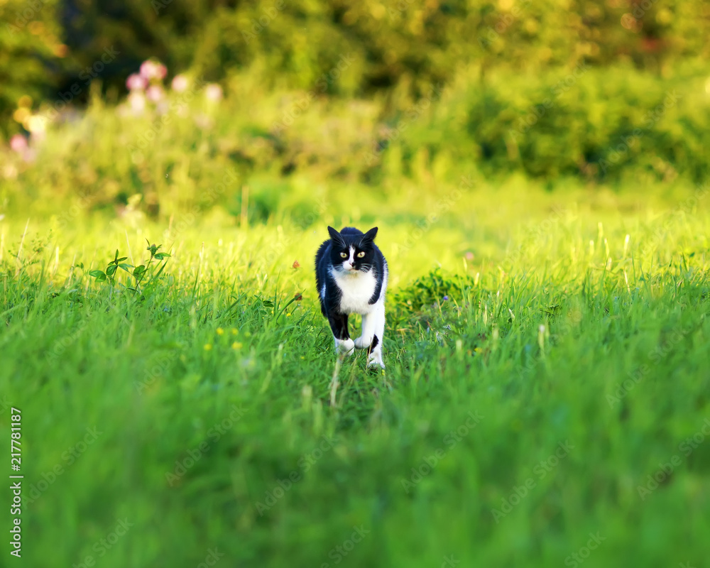 年轻漂亮的猫在夏季公园的绿色草地上奔跑既有趣又快速