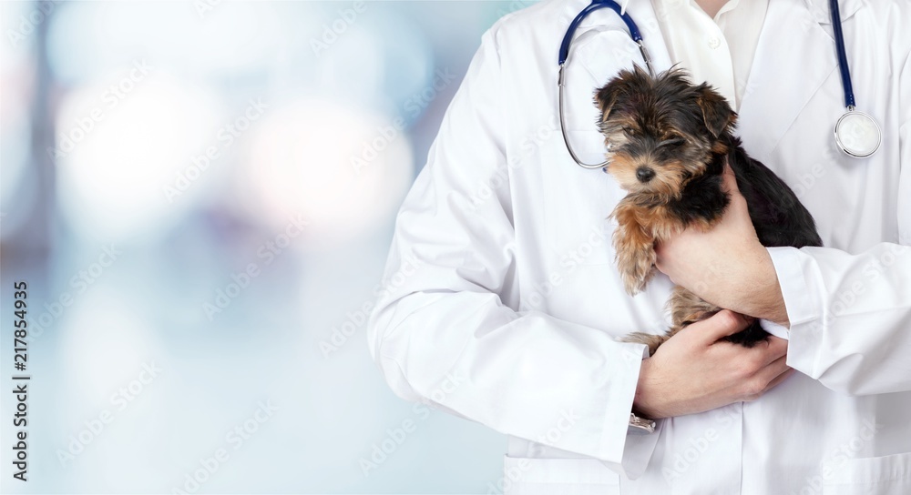 Small cute dog examined at the veterinary doctor, close-up