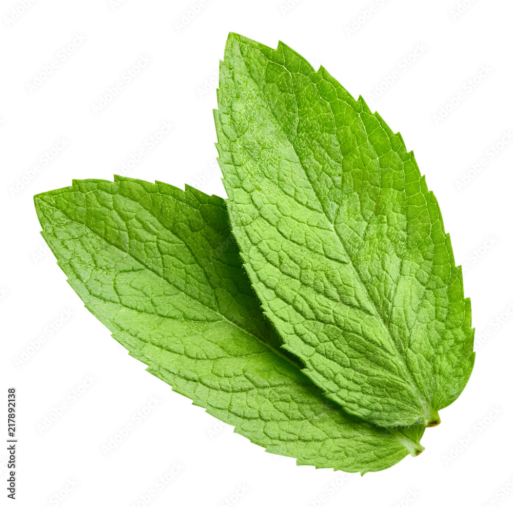 mint leaves isolated