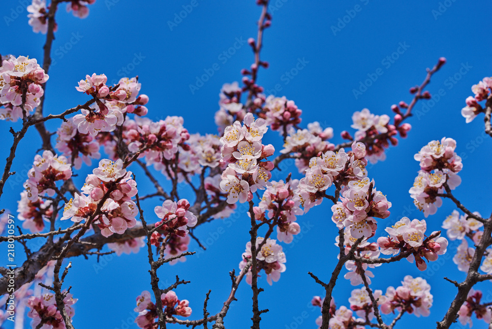 Branches of a blossoming fruit tree with large beautiful buds against a bright blue sky  Cherry or a