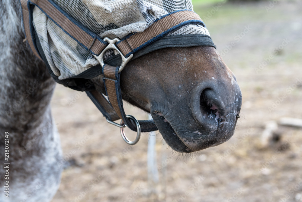 The mouth of a brown horse. Blurred background.