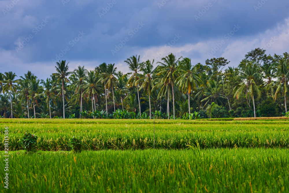 Fresh green yellow rice field foreground with nature summer blurred background. Green grass backgrou