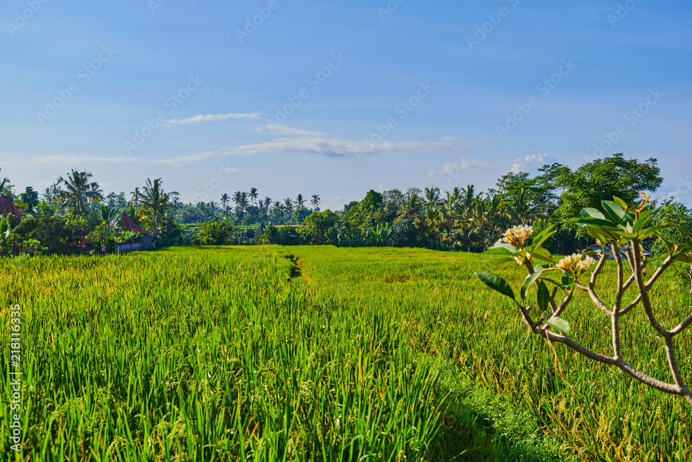 Сlose up of yellow green rice field. Autumn rice field of good harvest. Agriculture. Harvesting time