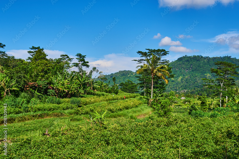 绿色梯级稻田种植园。景观。日光遮阳下的水稻梯田美景