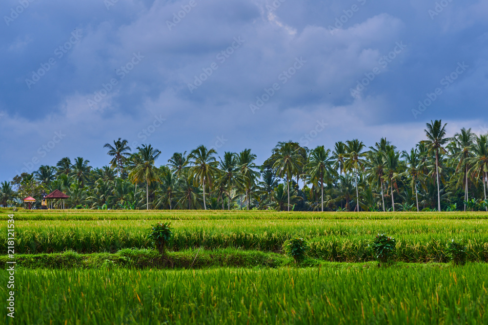 Picturesque rural landscape.  Color in nature. Beauty in the world. Green riсe fields and blue sky w