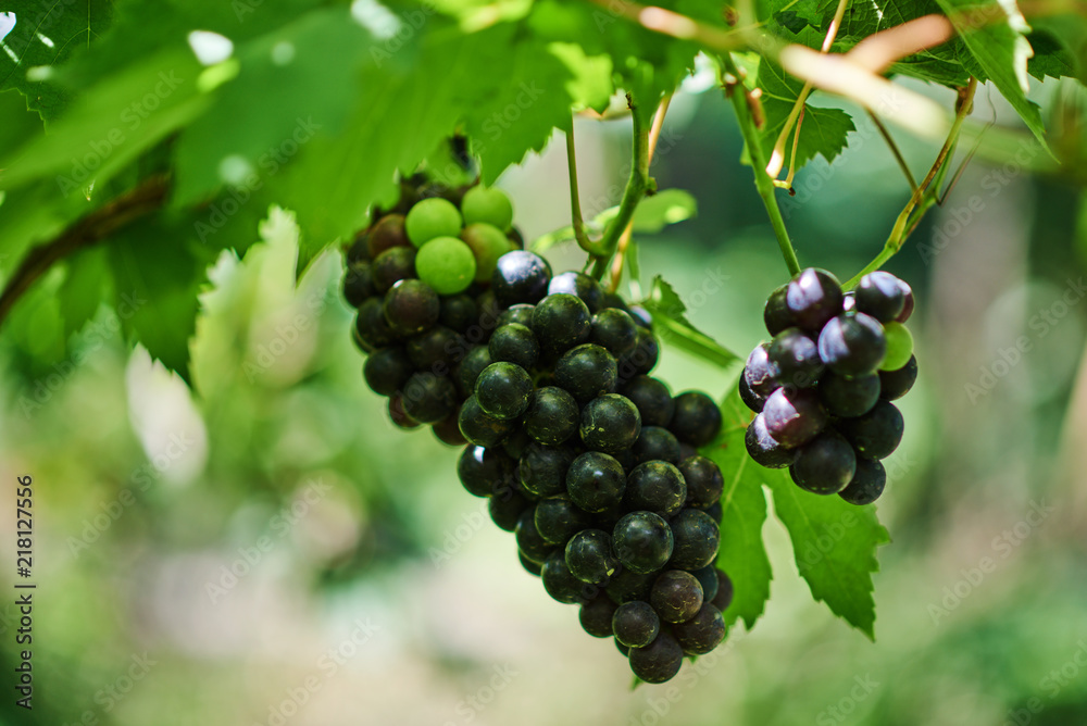  Fresh red grapes on the vine in sunlight. Organic grapes in vineyard. Bunch of ripe grape at nature