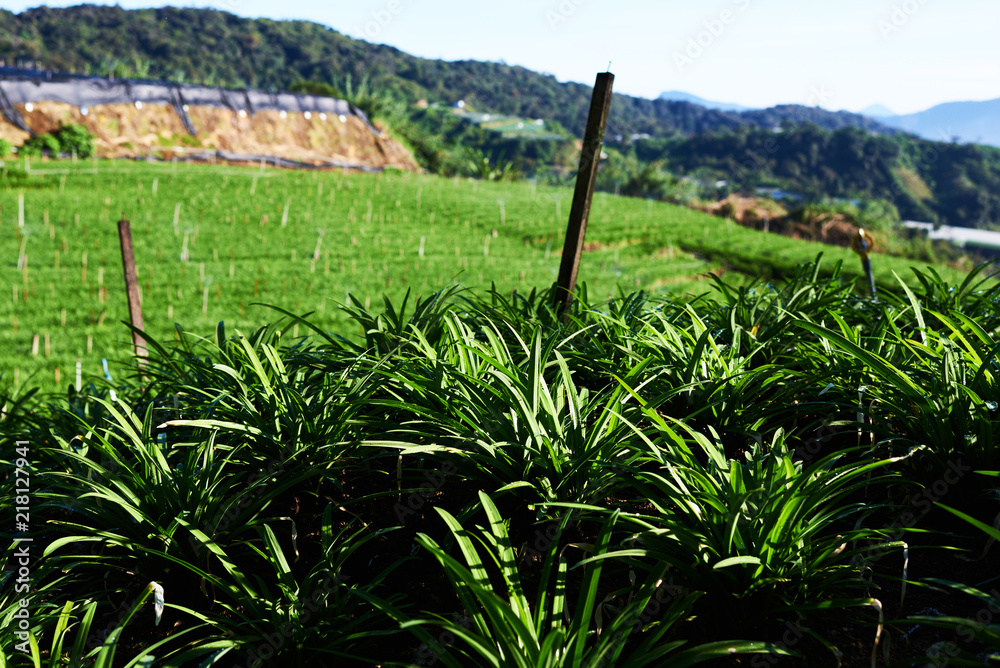 栽培农业领域、农业和作物保护中的绿色大蒜植物特写。Y