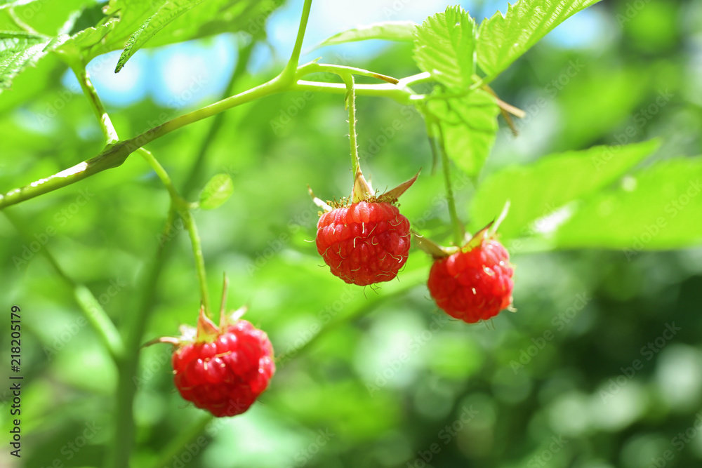 夏日树莓树，特写