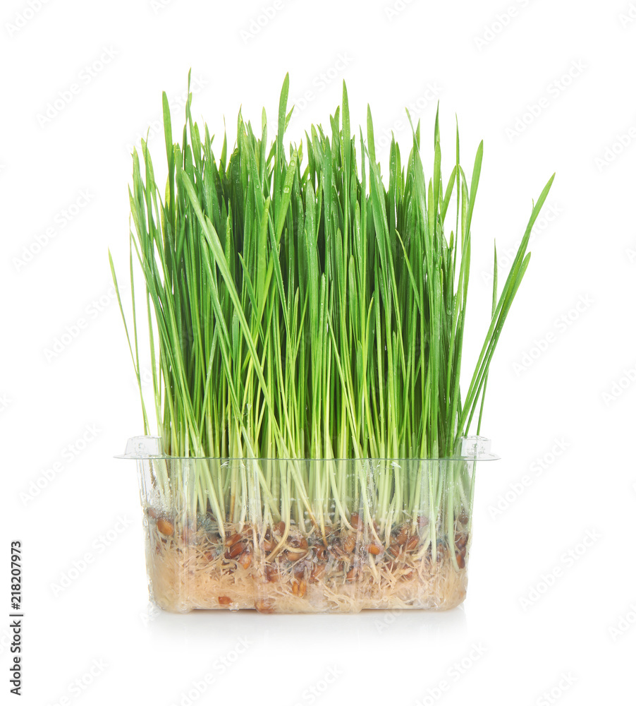 Container with sprouted wheat grass on white background