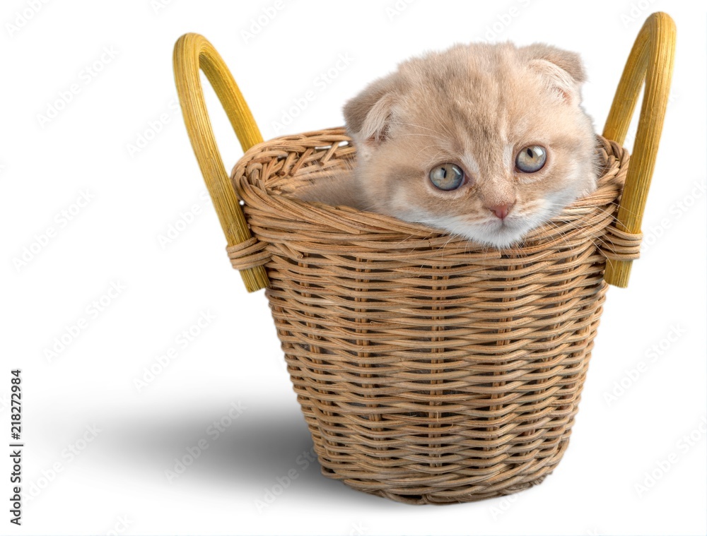 Scottish Fold Kitten in a Basket