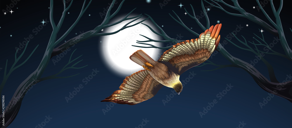 Bird flying night scene