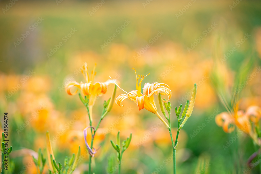 橙色的黄花（茶色的黄花）以明亮的蓝色为背景，在整座山上绽放