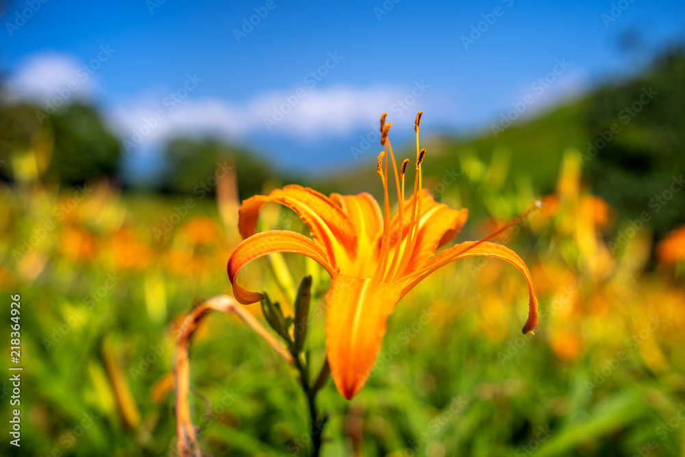 橙色的黄花（茶色的黄花）以明亮的蓝色为背景，在整座山上绽放