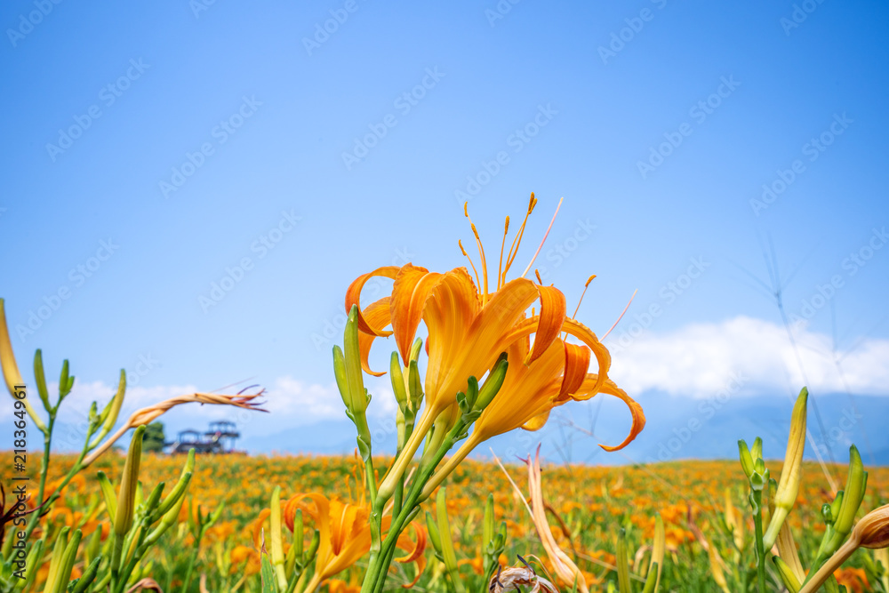 橙色的黄花（茶色的黄花）以明亮的蓝色为背景，在整座山上绽放