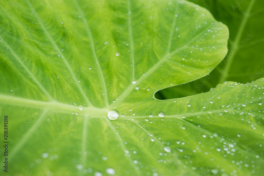 水滴落在绿叶上，这是一个关于雨季的概念