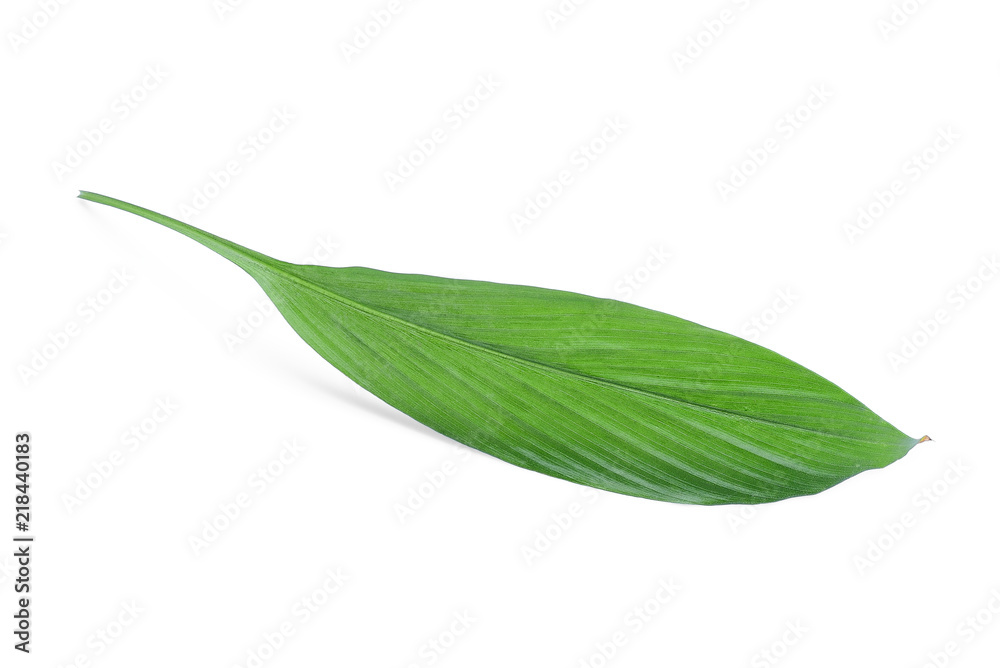 single turmeric leaf isolated on white background