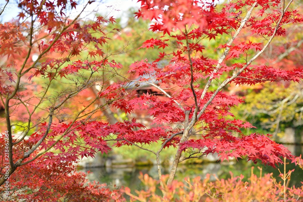 日本庭園の紅葉