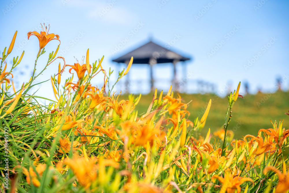 橙花（茶花）以br为背景，绽放在整个太麻里山上