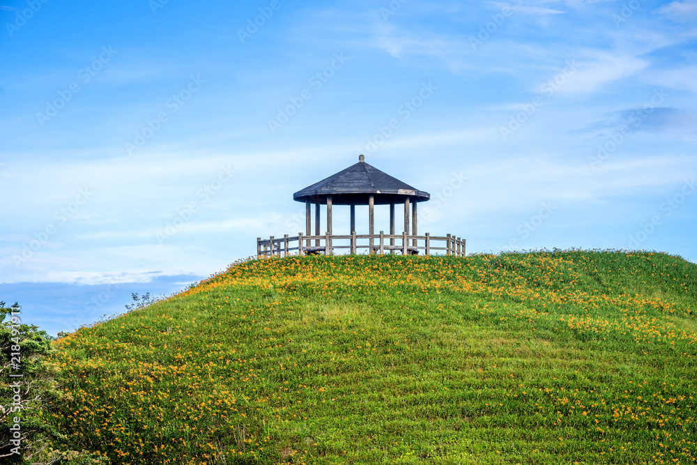 台东天马里山蓝天白云的桔黄色（茶色）花场，