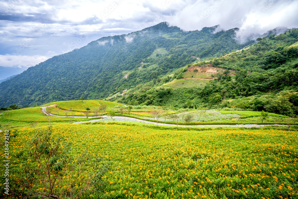 台东蓝天云的太麻里山的桔黄色（茶色）花场，