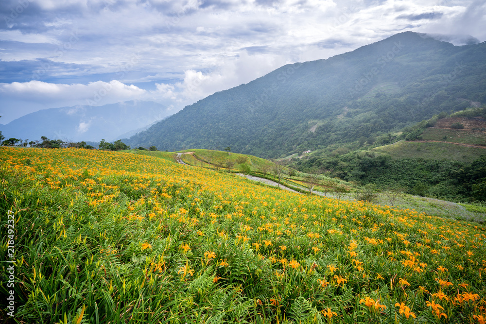 台东天马里山蓝天白云的桔黄色（茶色）花场，